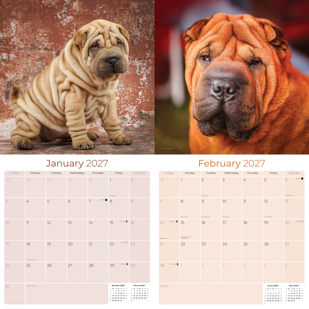 Shar Pei Wall Calendar 2027 - 12" x 12" Monthly Loyal & Independent Wrinkle Dog Breed Calendar