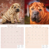 Shar Pei Wall Calendar 2027 - 12" x 12" Monthly Loyal & Independent Wrinkle Dog Breed Calendar