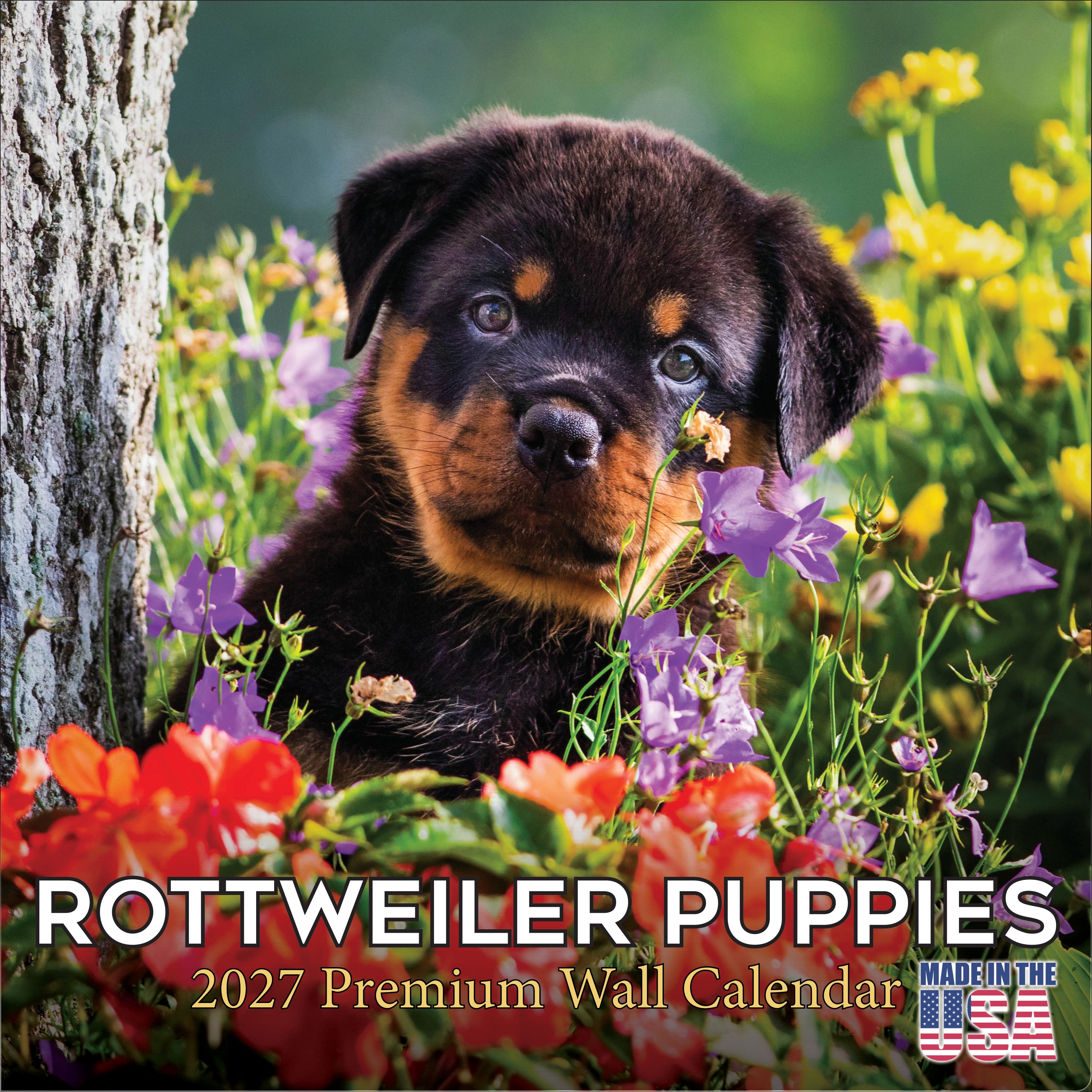 Rottweiler Puppies Wall Calendar 2027 - 12