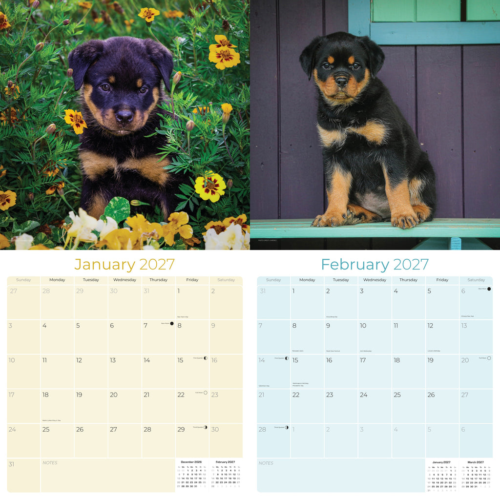 Rottweiler Puppies Wall Calendar 2027 - 12" x 12" Monthly Heartwarming & Playful Rottie Puppy Breed Calendar