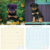 Rottweiler Puppies Wall Calendar 2027 - 12" x 12" Monthly Heartwarming & Playful Rottie Puppy Breed Calendar