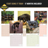 Rottweiler Puppies Wall Calendar 2027 - 12" x 12" Monthly Heartwarming & Playful Rottie Puppy Breed Calendar