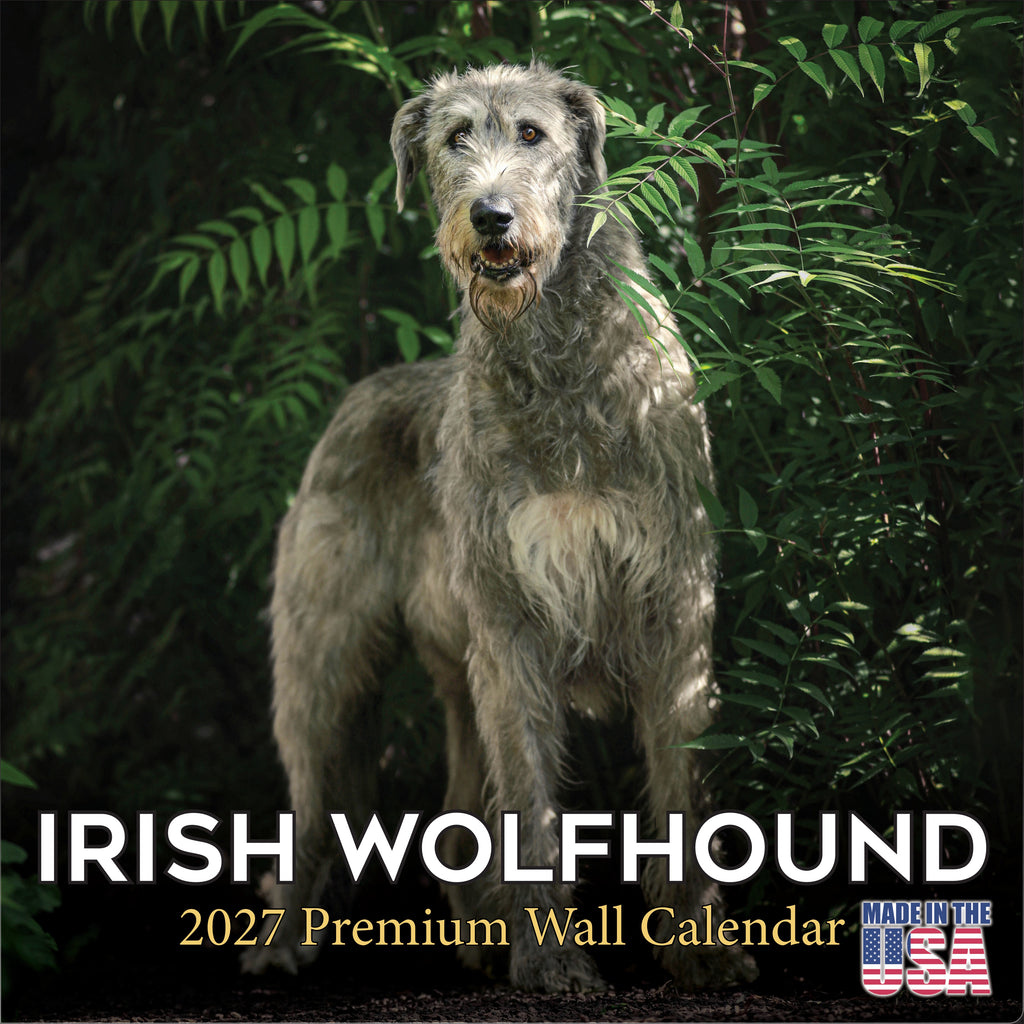 Irish Wolfhound Wall Calendar 2027 - 12" x 12" Monthly Noble Giant & Wire-Coated Sighthound Breed Calendar