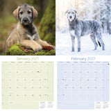 Irish Wolfhound Wall Calendar 2027 - 12" x 12" Monthly Noble Giant & Wire-Coated Sighthound Breed Calendar