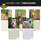 Irish Wolfhound Wall Calendar 2027 - 12" x 12" Monthly Noble Giant & Wire-Coated Sighthound Breed Calendar