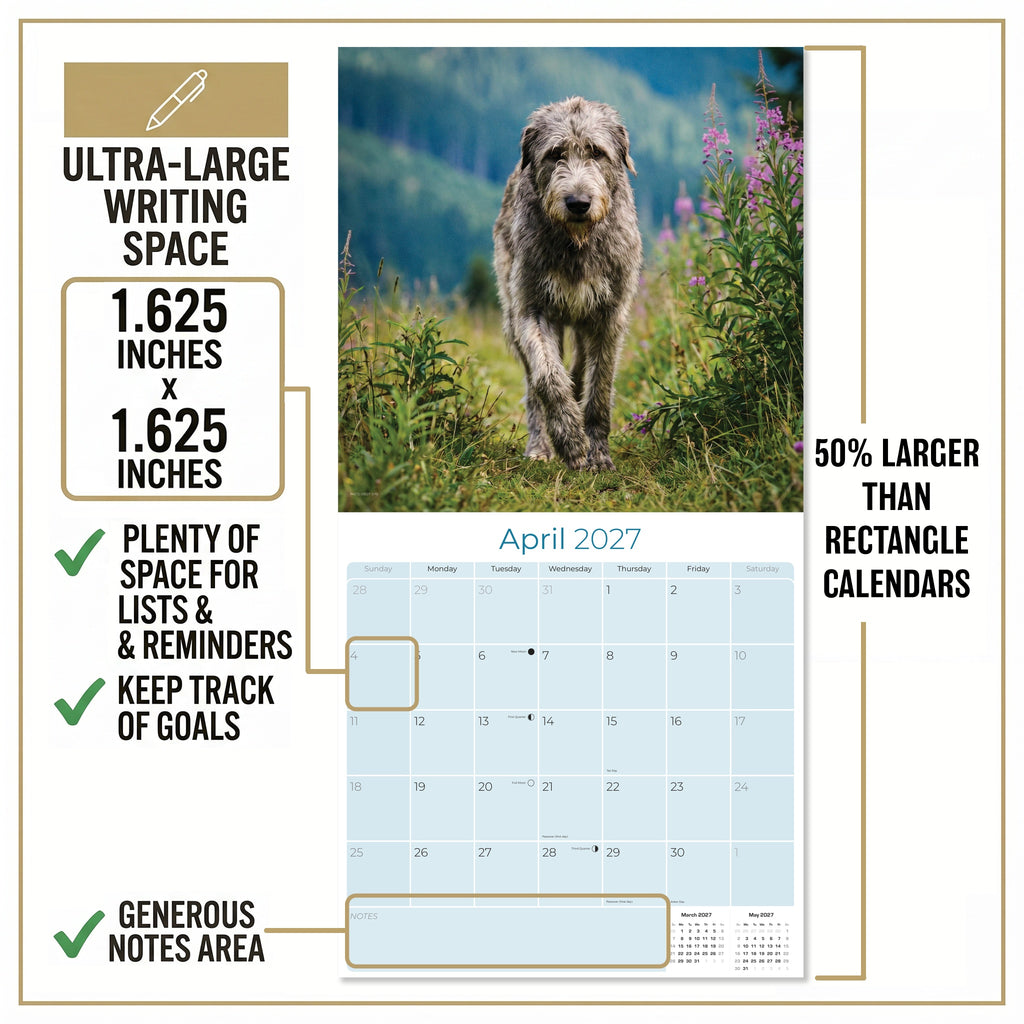 Irish Wolfhound Wall Calendar 2027 - 12" x 12" Monthly Noble Giant & Wire-Coated Sighthound Breed Calendar