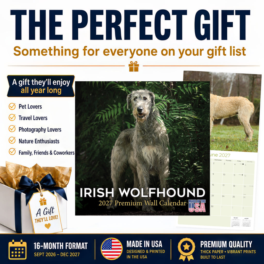 Irish Wolfhound Wall Calendar 2027 - 12" x 12" Monthly Noble Giant & Wire-Coated Sighthound Breed Calendar