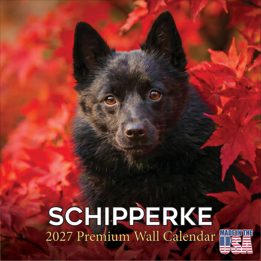 Schipperke Wall Calendar 2027 - 12" x 12" Monthly Curious & Energetic Schipperke Dog Breed Calendar