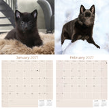 Schipperke Wall Calendar 2027 - 12" x 12" Monthly Curious & Energetic Schipperke Dog Breed Calendar