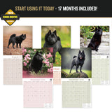 Schipperke Wall Calendar 2027 - 12" x 12" Monthly Curious & Energetic Schipperke Dog Breed Calendar
