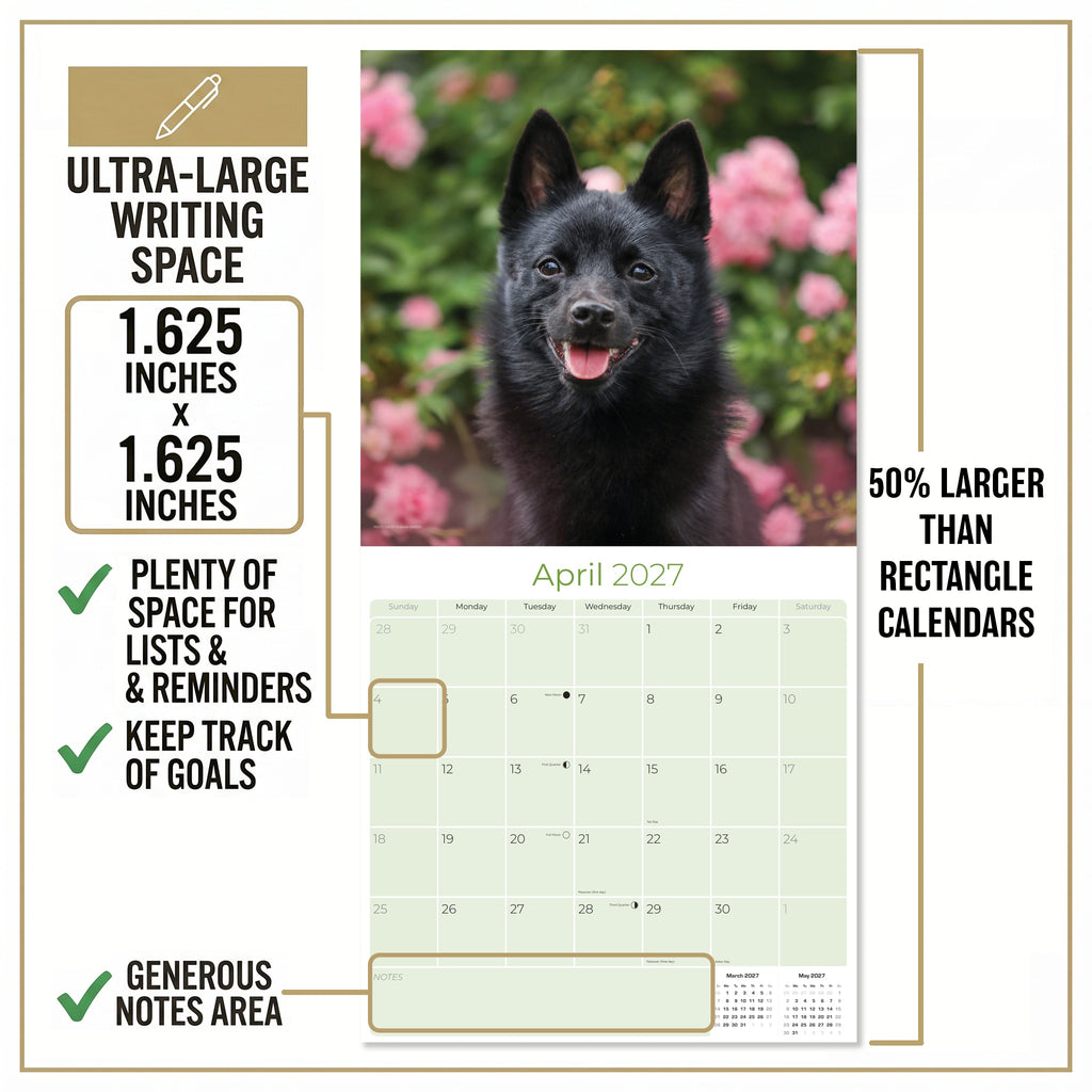 Schipperke Wall Calendar 2027 - 12" x 12" Monthly Curious & Energetic Schipperke Dog Breed Calendar
