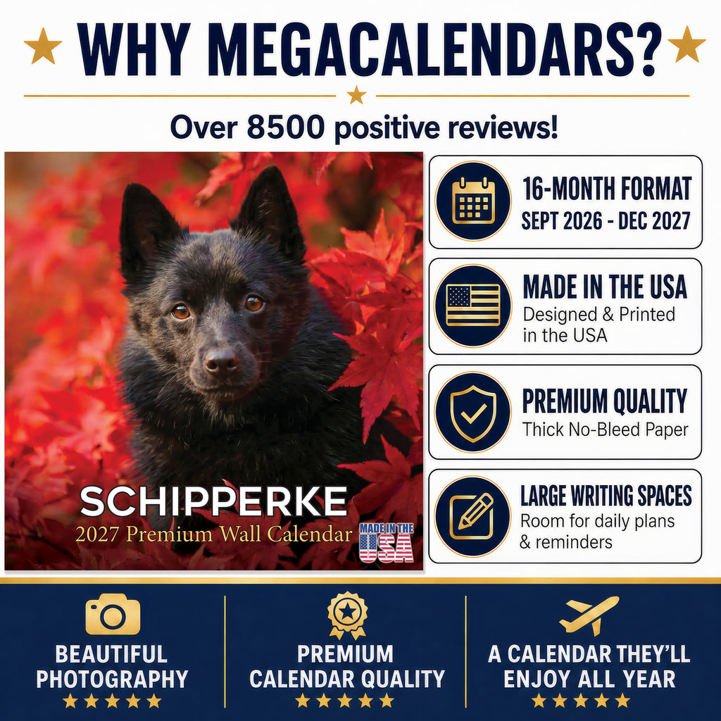 Schipperke Wall Calendar 2027 - 12" x 12" Monthly Curious & Energetic Schipperke Dog Breed Calendar