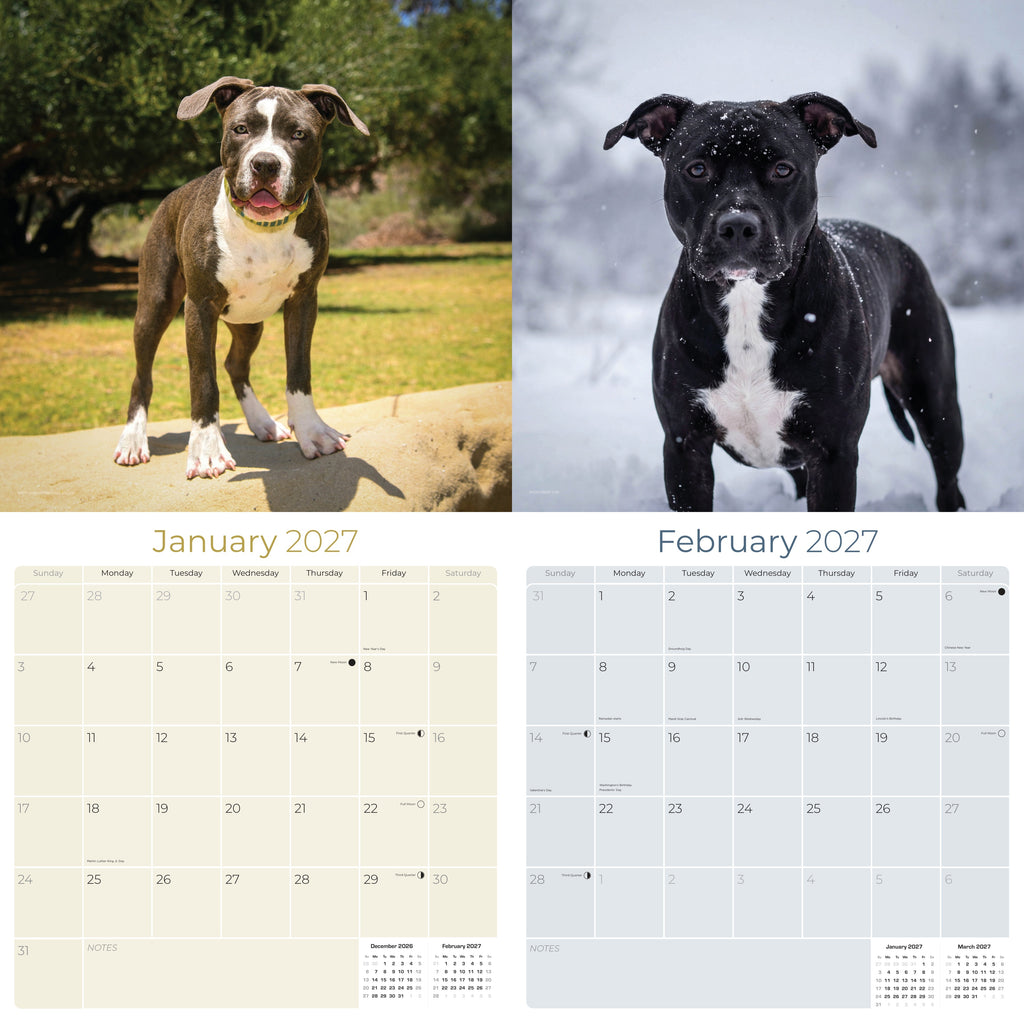 American Pit Bull Terrier Wall Calendar 2027 - 12" x 12" Monthly Athletic & Devoted Pitbull Breed Calendar