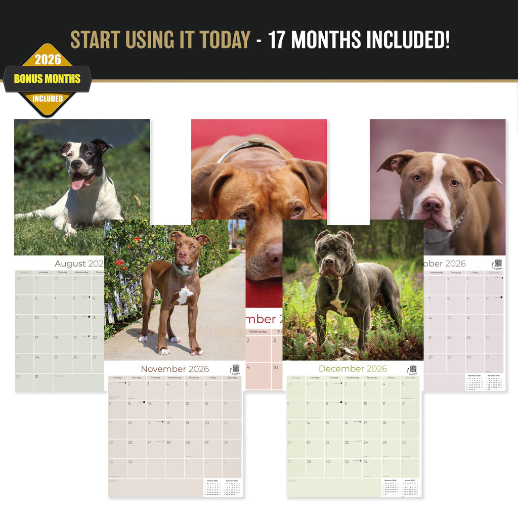 American Pit Bull Terrier Wall Calendar 2027 - 12" x 12" Monthly Athletic & Devoted Pitbull Breed Calendar