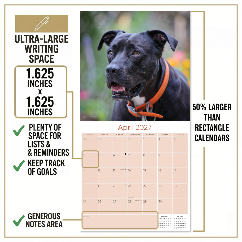 American Pit Bull Terrier Wall Calendar 2027 - 12" x 12" Monthly Athletic & Devoted Pitbull Breed Calendar