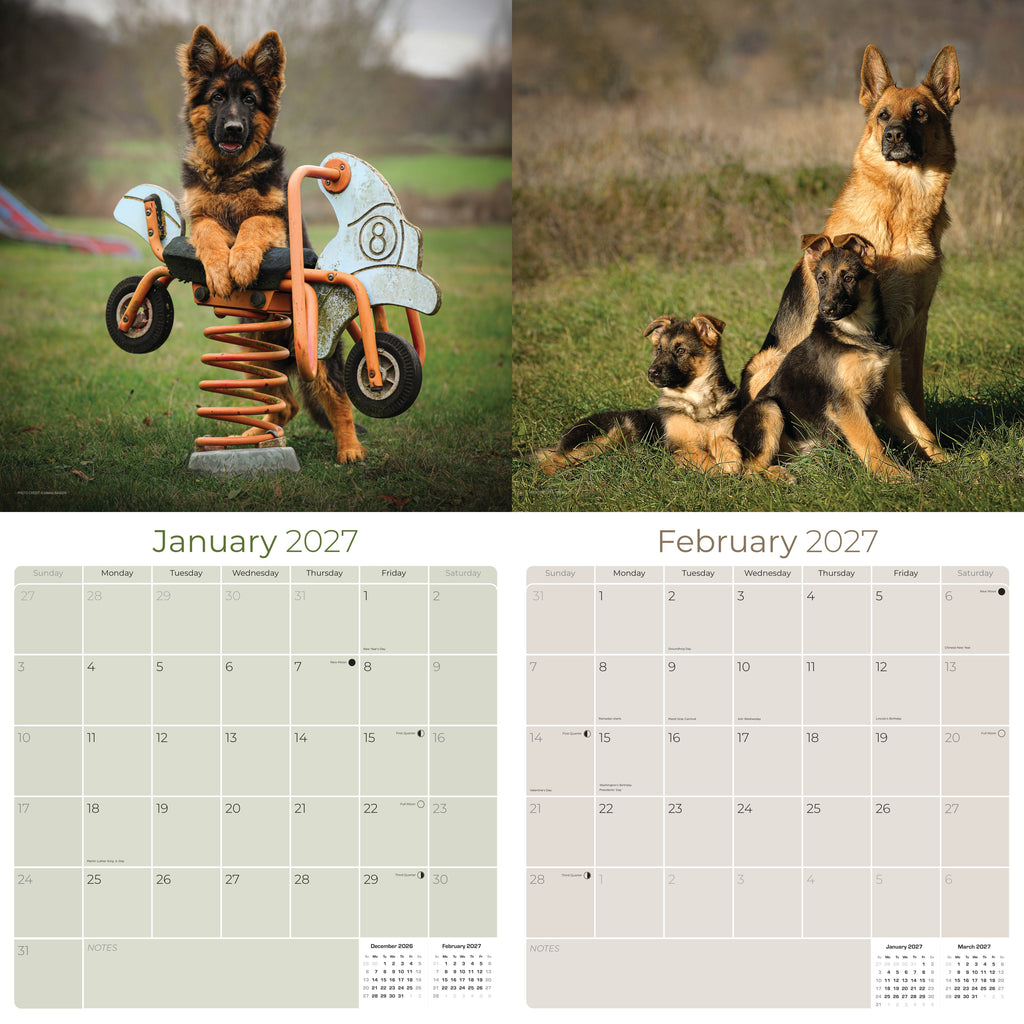 German Shepherd Wall Calendar 2027 - 12" x 12" Monthly Noble Guardian & Intelligent GSD Working Breed Calendar