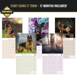German Shepherd Wall Calendar 2027 - 12" x 12" Monthly Noble Guardian & Intelligent GSD Working Breed Calendar