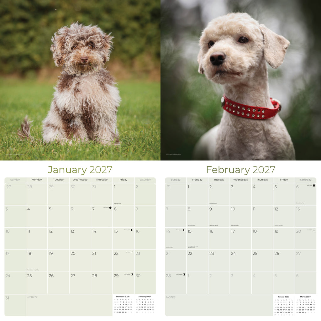 Cockapoo Wall Calendar 2027 - 12" x 12" Monthly Joyful & Affectionate Designer Cocker Poodle Calendar