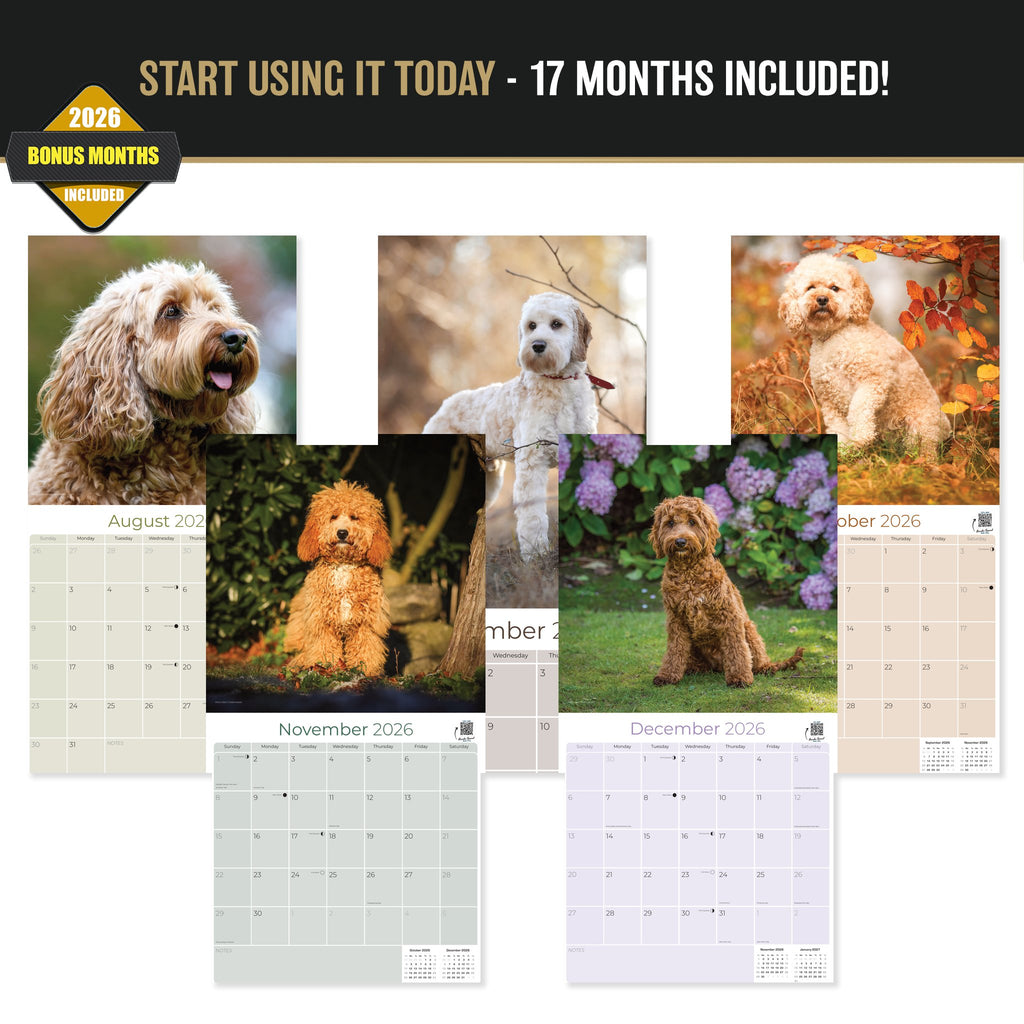 Cockapoo Wall Calendar 2027 - 12" x 12" Monthly Joyful & Affectionate Designer Cocker Poodle Calendar