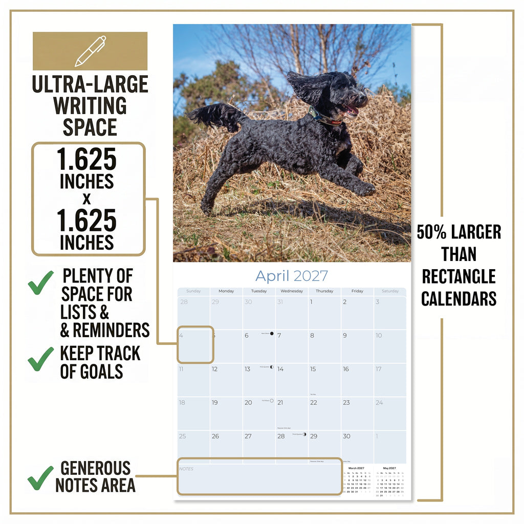 Cockapoo Wall Calendar 2027 - 12" x 12" Monthly Joyful & Affectionate Designer Cocker Poodle Calendar