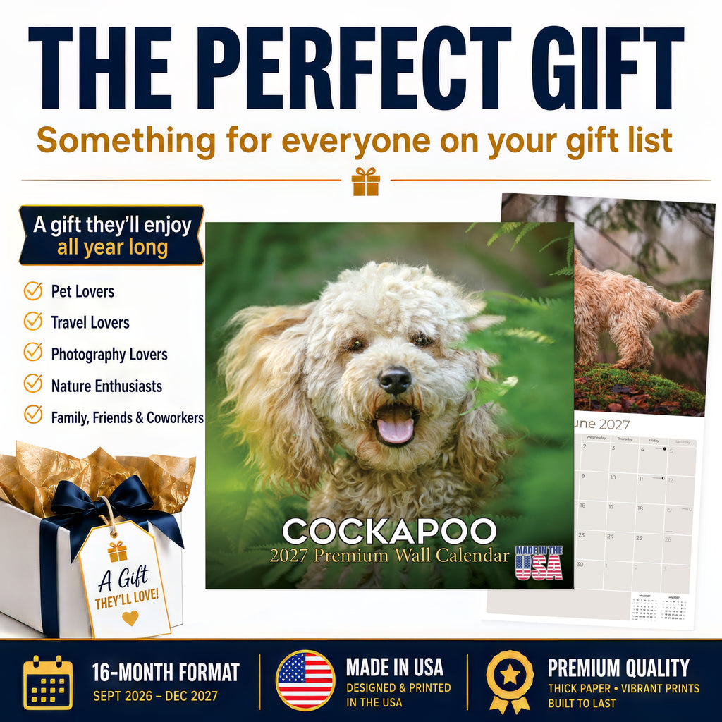 Cockapoo Wall Calendar 2027 - 12" x 12" Monthly Joyful & Affectionate Designer Cocker Poodle Calendar