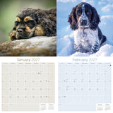 Cocker Spaniel Puppies Wall Calendar 2027 - 12" x 12" Monthly Heartwarming Cocker Spaniel Puppy Breed Art Calendar