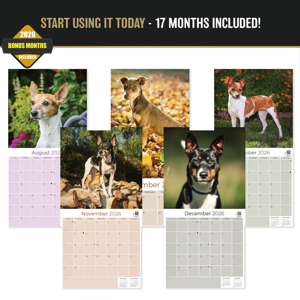 Rat Terrier Wall Calendar 2027 - 12" x 12" Monthly Alert & Energetic American Terrier Breed Calendar