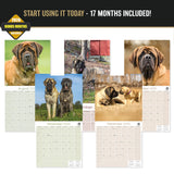 Mastiff Wall Calendar 2027 - 12" x 12" Monthly Courageous Giant & Heavy Guard Dog Breed Calendar
