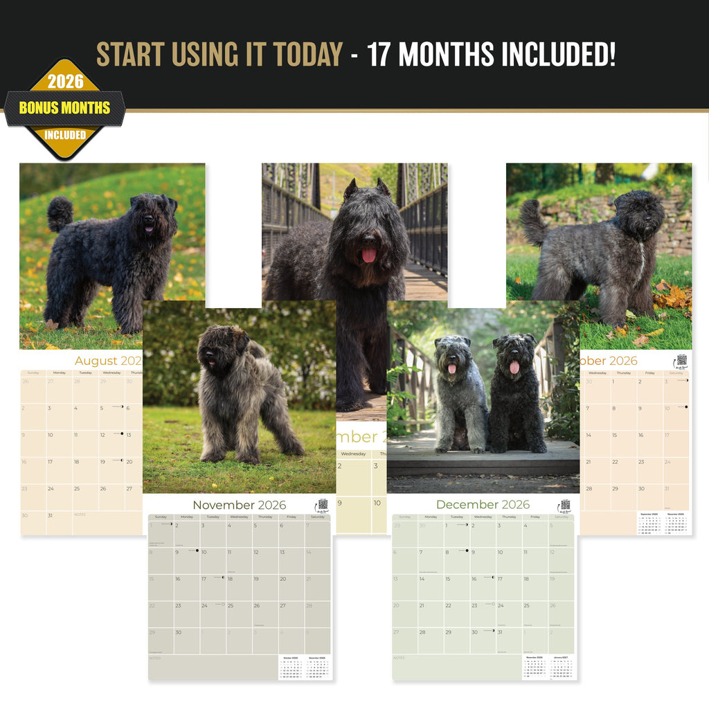 Bouvier de Flandres Wall Calendar 2027 - 12" x 12" Monthly Powerful Belgian Herding Dog Breed Calendar