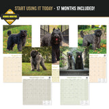 Bouvier de Flandres Wall Calendar 2027 - 12" x 12" Monthly Powerful Belgian Herding Dog Breed Calendar