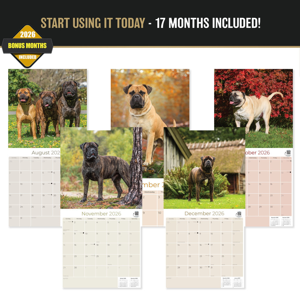 Bullmastiff Wall Calendar 2027 - 12" x 12" Monthly Brave Affectionate Giant Guard Dog Calendar