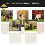 Bullmastiff Wall Calendar 2027 - 12" x 12" Monthly Brave Affectionate Giant Guard Dog Calendar
