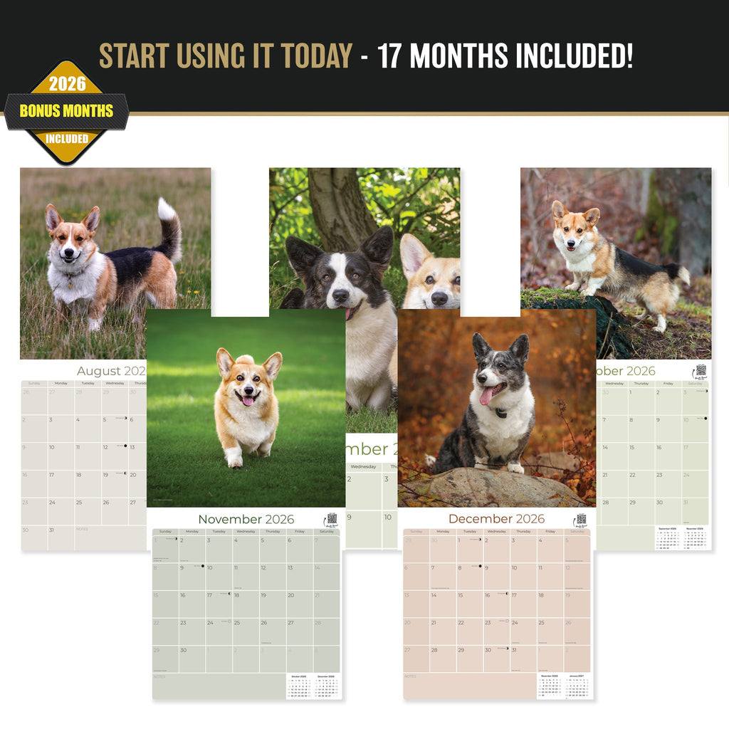 Corgi Wall Calendar 2027 - 12" x 12" Monthly Playful Pembroke & Cardigan Welsh Corgi Herding Calendar