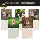 Corgi Wall Calendar 2027 - 12" x 12" Monthly Playful Pembroke & Cardigan Welsh Corgi Herding Calendar