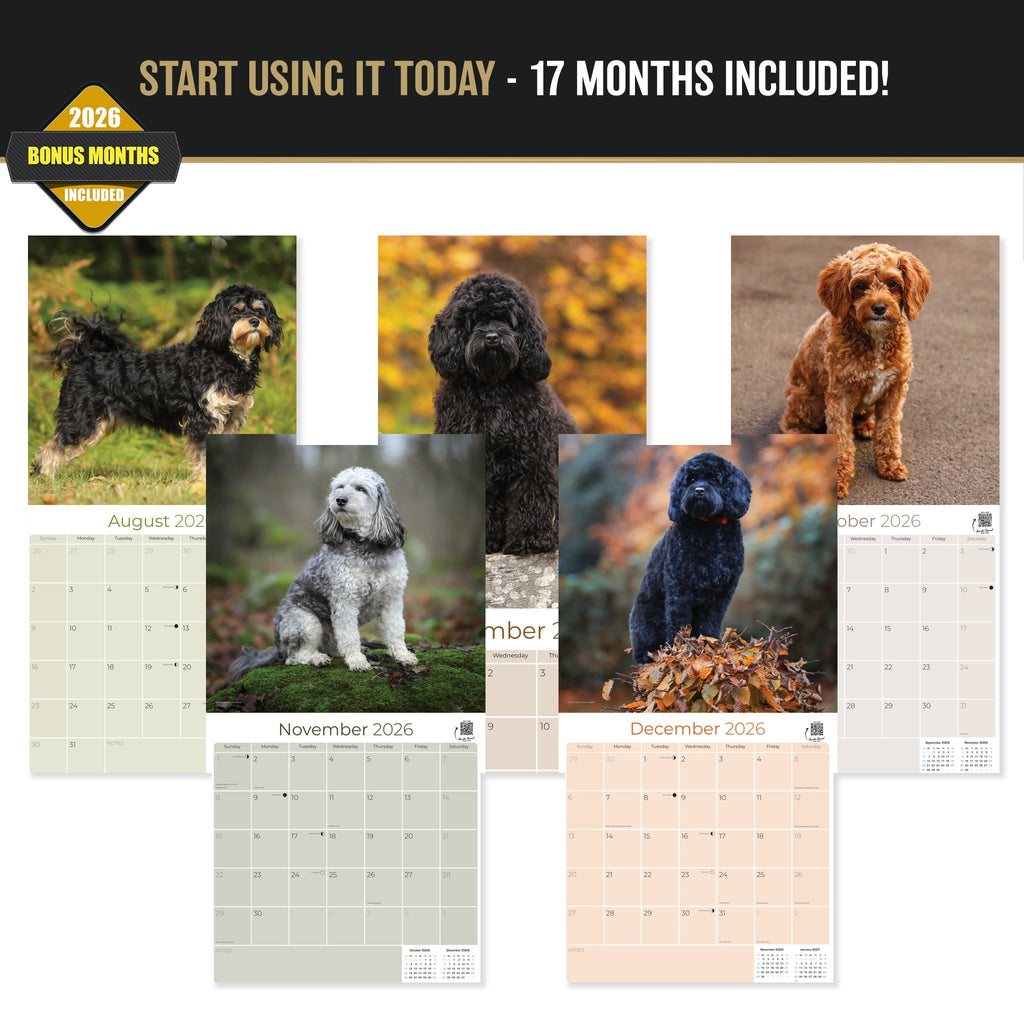 Cavapoo Wall Calendar 2027 - 12" x 12" Monthly Loving Intelligent Designer Cavoodle Calendar