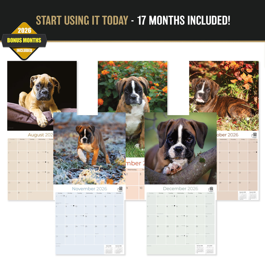 Boxer Puppies Wall Calendar 2027 - 12" x 12" Monthly Adorable Mischievous Boxer Puppy Calendar