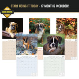Boxer Puppies Wall Calendar 2027 - 12" x 12" Monthly Adorable Mischievous Boxer Puppy Calendar