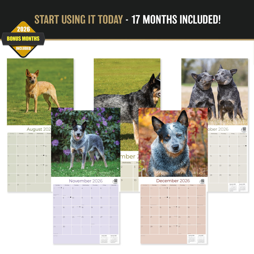 Blue Heeler Wall Calendar 2027 - 12" x 12" Monthly Quick Loyal Australian Herding Dog Breed Calendar