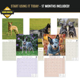 Blue Heeler Wall Calendar 2027 - 12" x 12" Monthly Quick Loyal Australian Herding Dog Breed Calendar