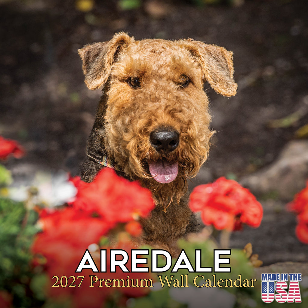 Airedale Terrier Wall Calendar 2027 - 12" x 12" Monthly Terrier Breed & Working Dog Calendar