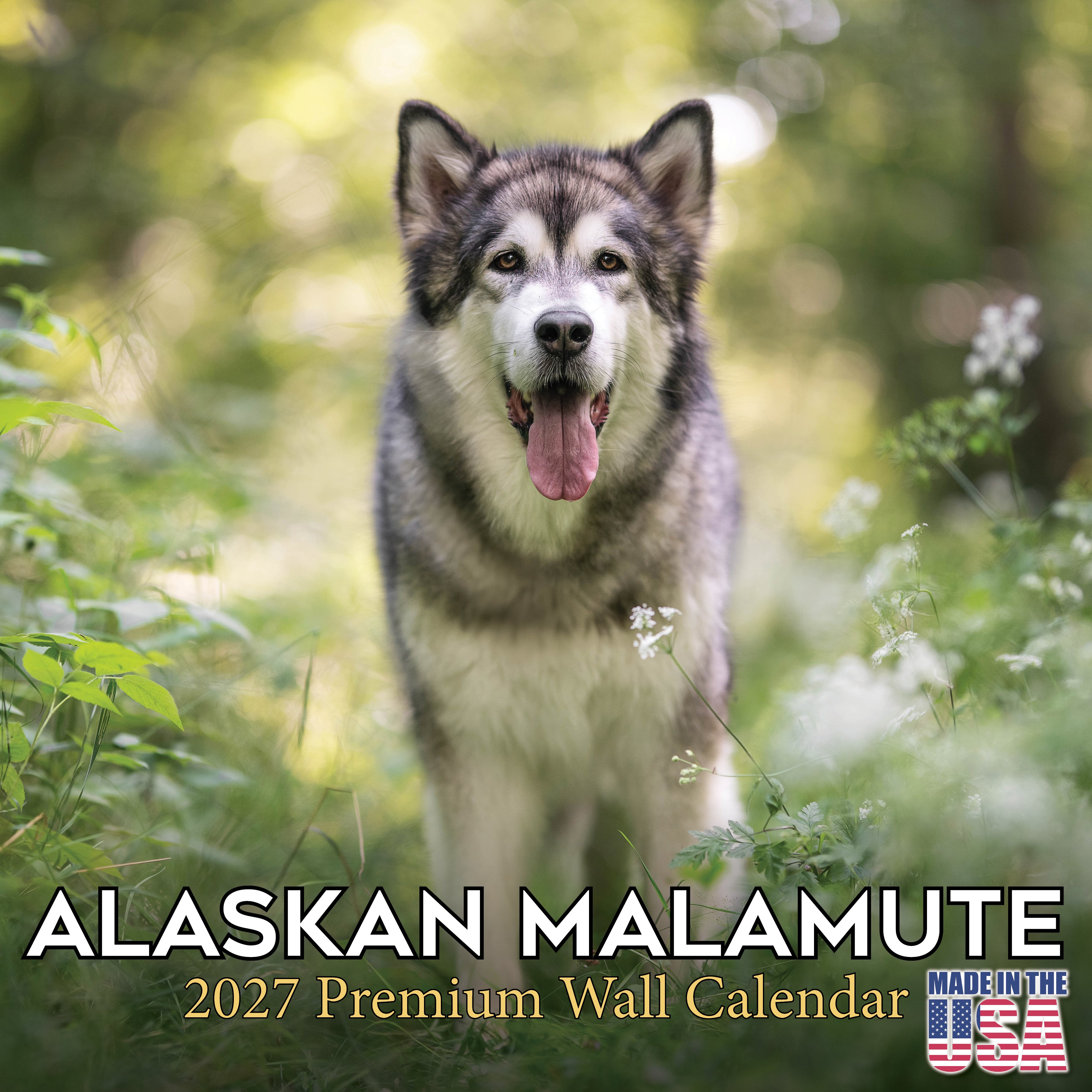 Alaskan Malamute Wall Calendar 2027 - 12