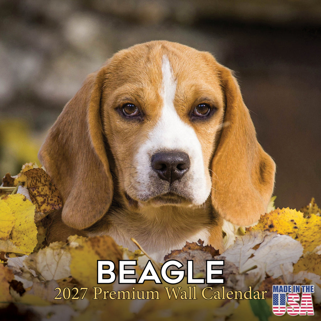 Beagle Wall Calendar 2027 - 12" x 12" Monthly Merry & Curious Scent Hound Dog Calendar