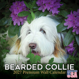 Bearded Collie Wall Calendar 2027 - 12" x 12" Monthly Bouncy Shaggy Herding Dog Calendar