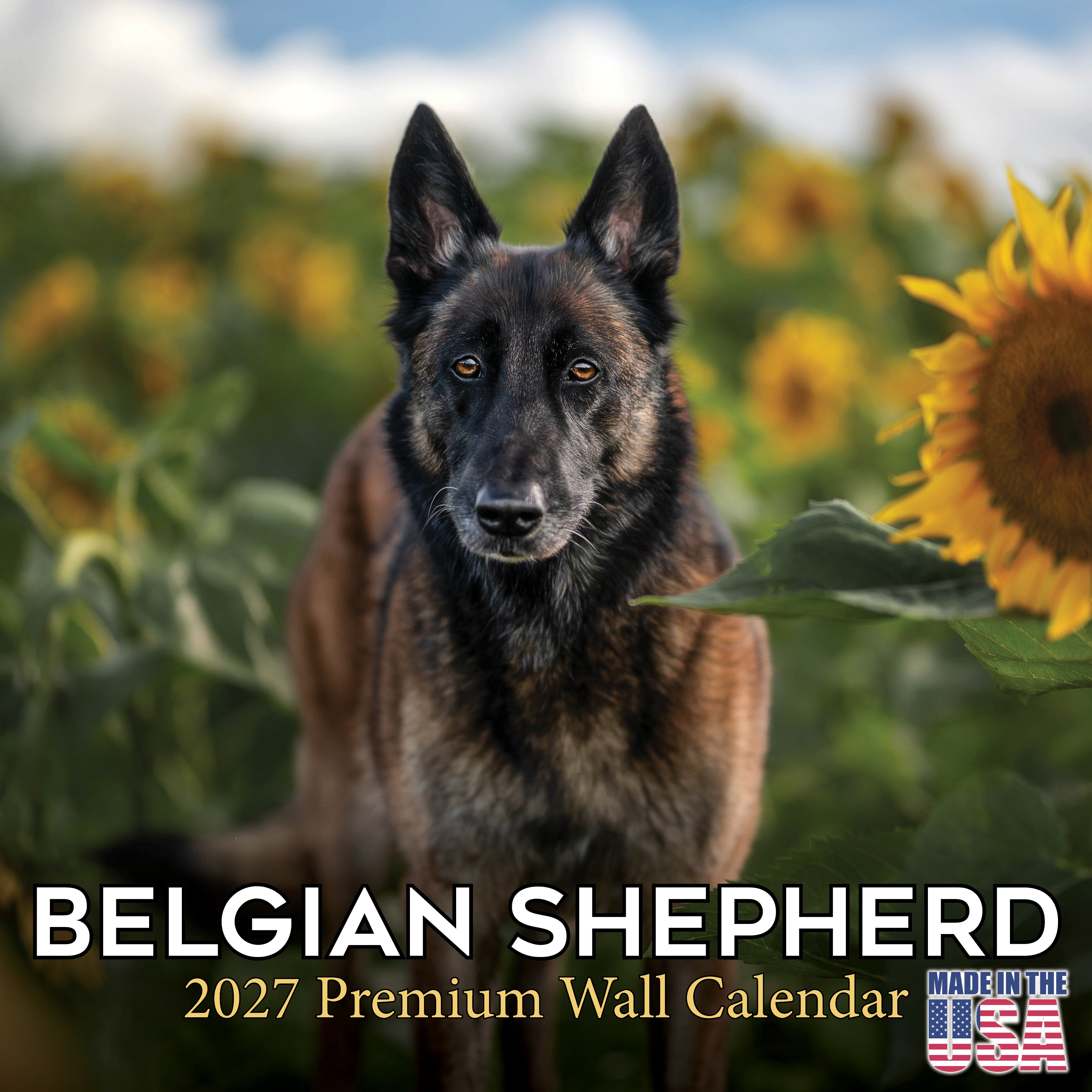 Belgian Shepherd Dog Wall Calendar 2027 - 12