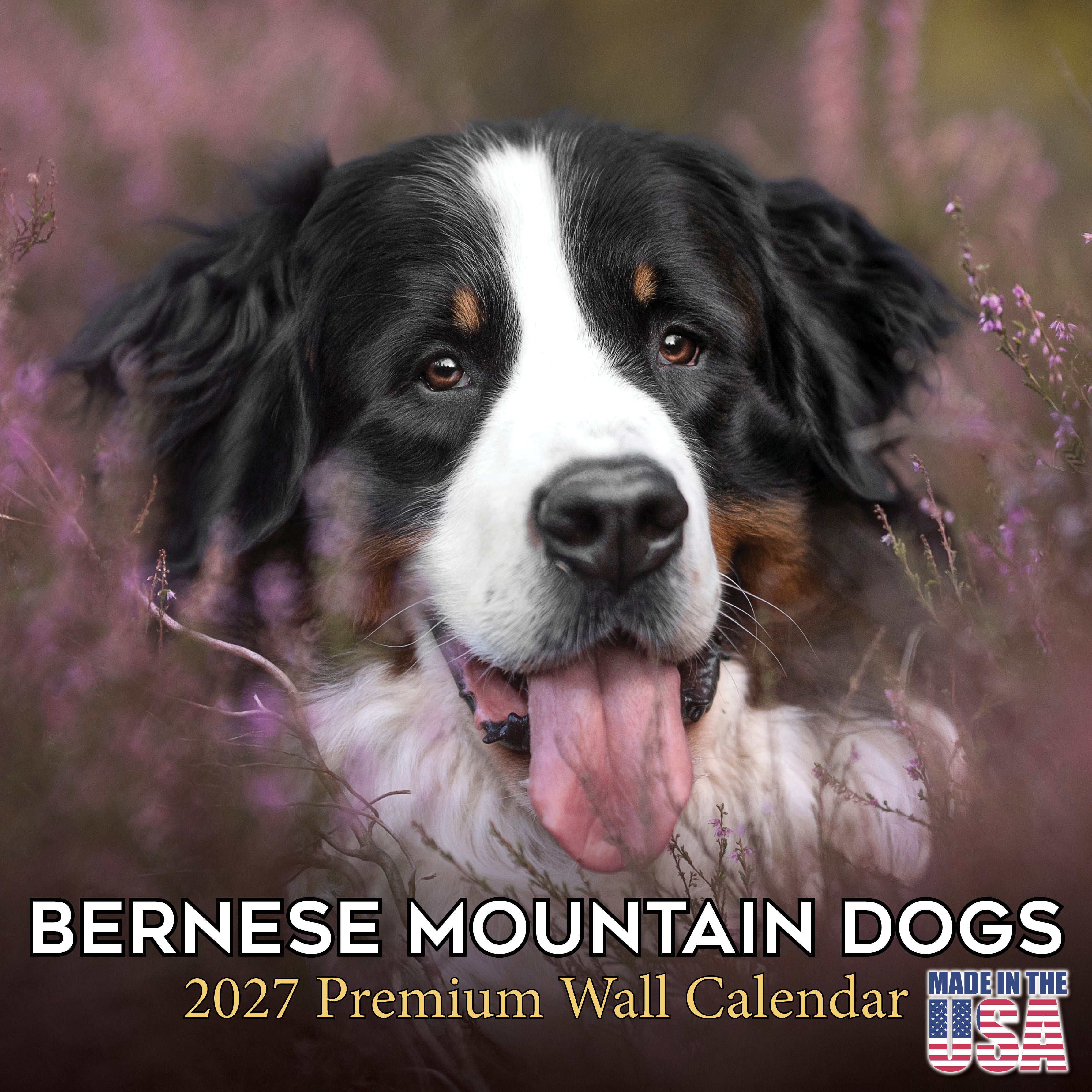 Bernese Mountain Dog Wall Calendar 2027 - 12