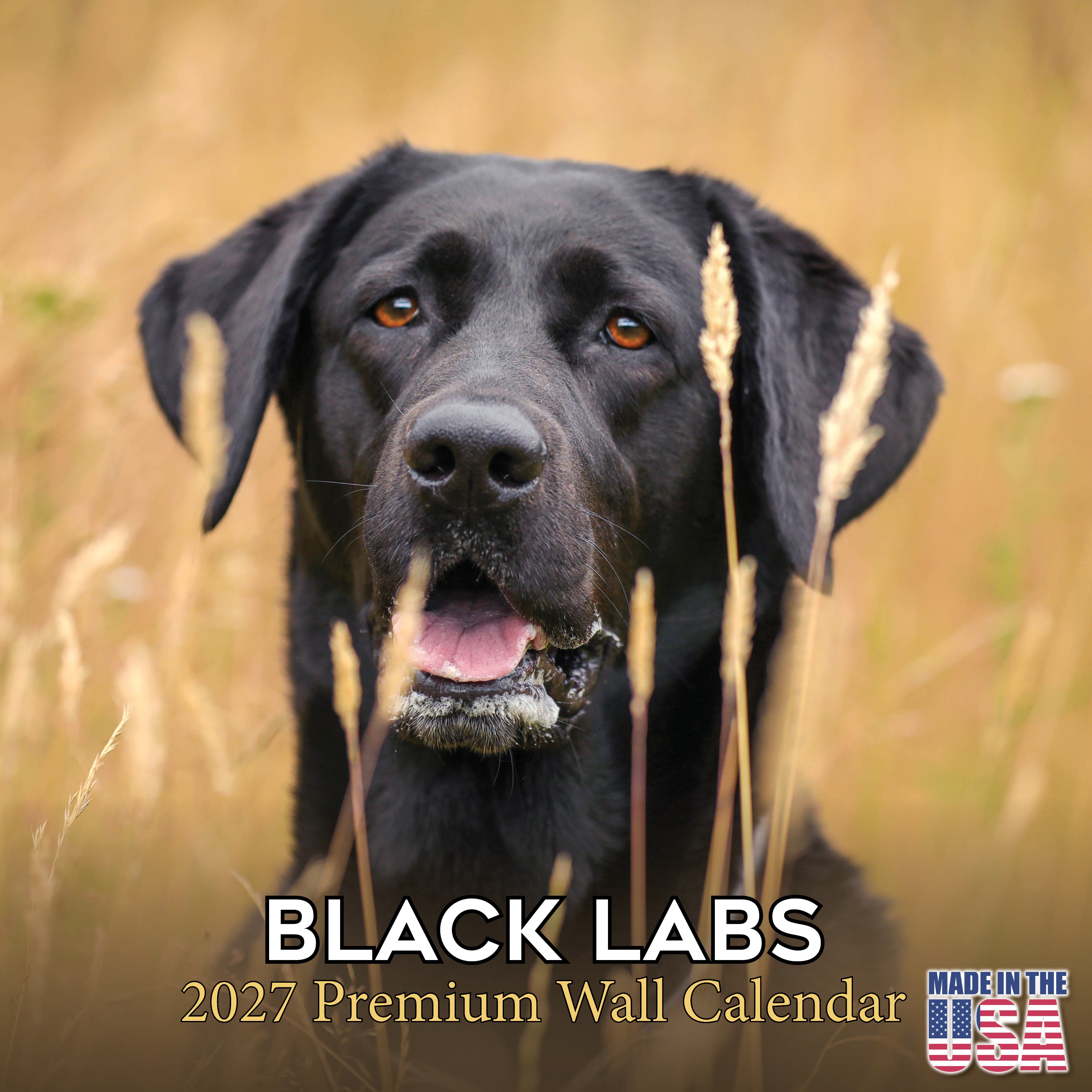 Black Labrador Retriever Wall Calendar 2027 - 12