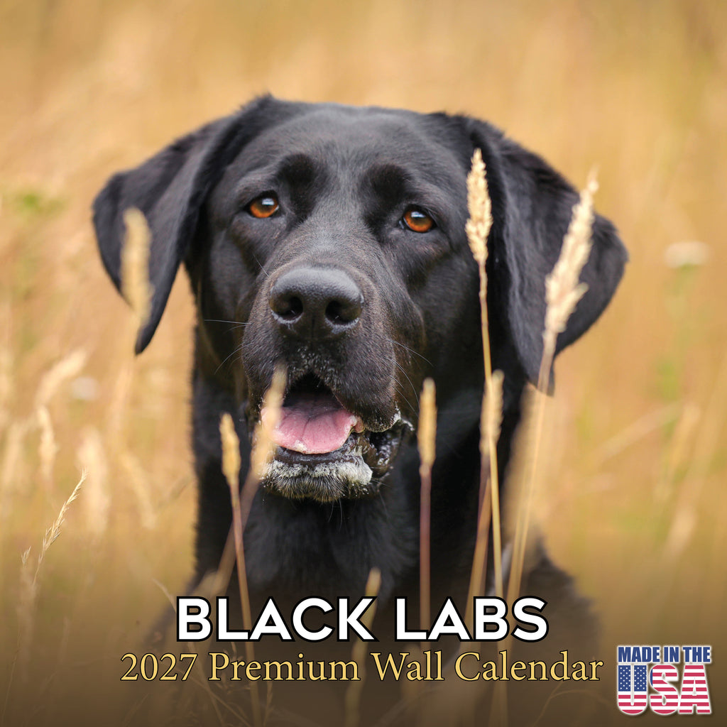 Black Labrador Retriever Wall Calendar 2027 - 12" x 12" Monthly Loyal Black Lab Sporting Breed Calendar