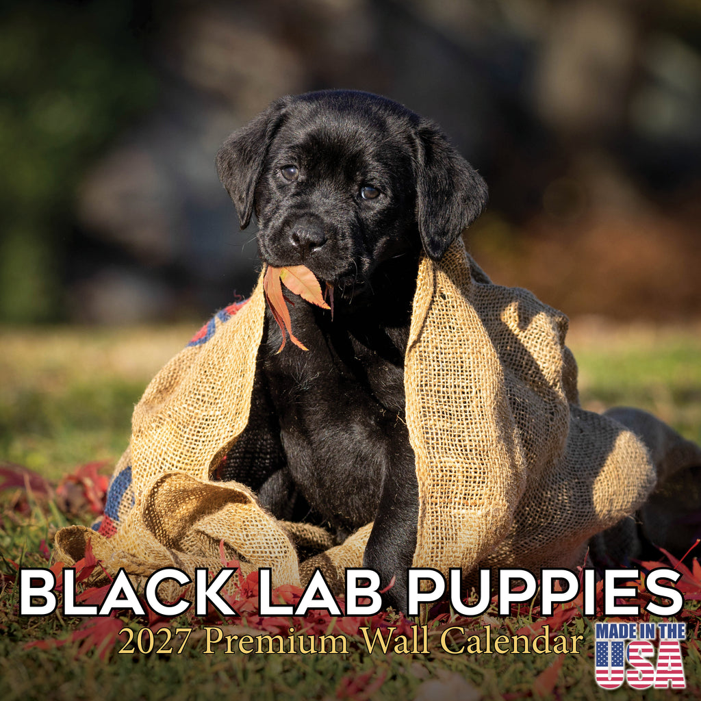 Black Labrador Puppies Wall Calendar 2027 - 12" x 12" Monthly Heartwarming Black Lab Puppy Art Calendar