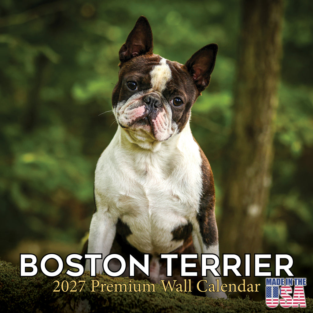 Boston Terrier Wall Calendar 2027 - 12" x 12" Monthly Lively Amusing American Gentleman Calendar