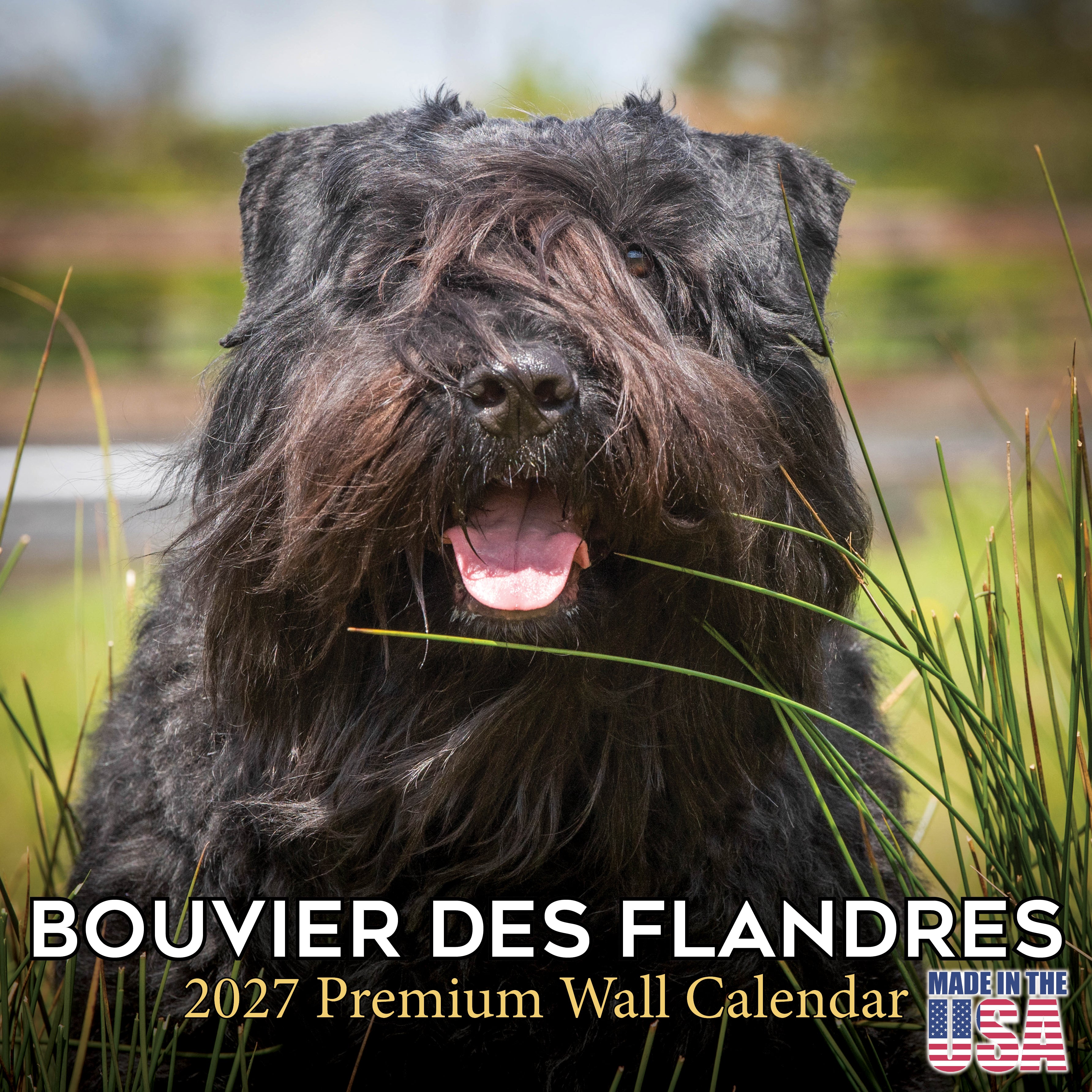 Bouvier de Flandres Wall Calendar 2027 - 12